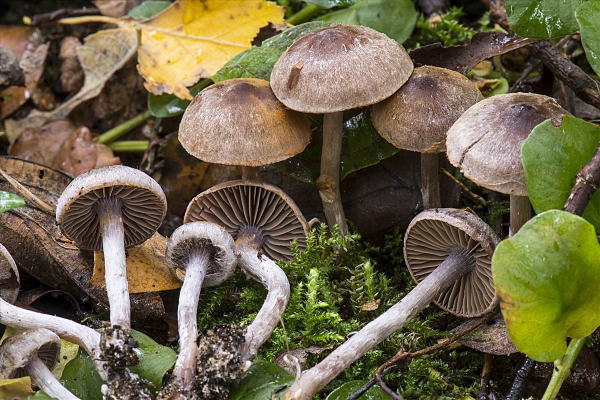 Cortinarius decipiens (door Nico Dam)