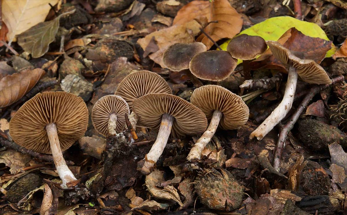 Cortinarius decipiens (door Peter Verstraeten)
