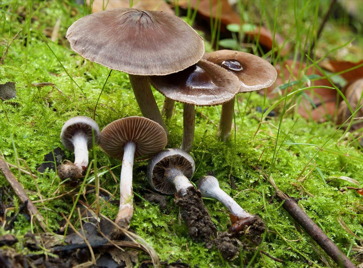 Cortinarius decipiens (door Peter Verstraeten)