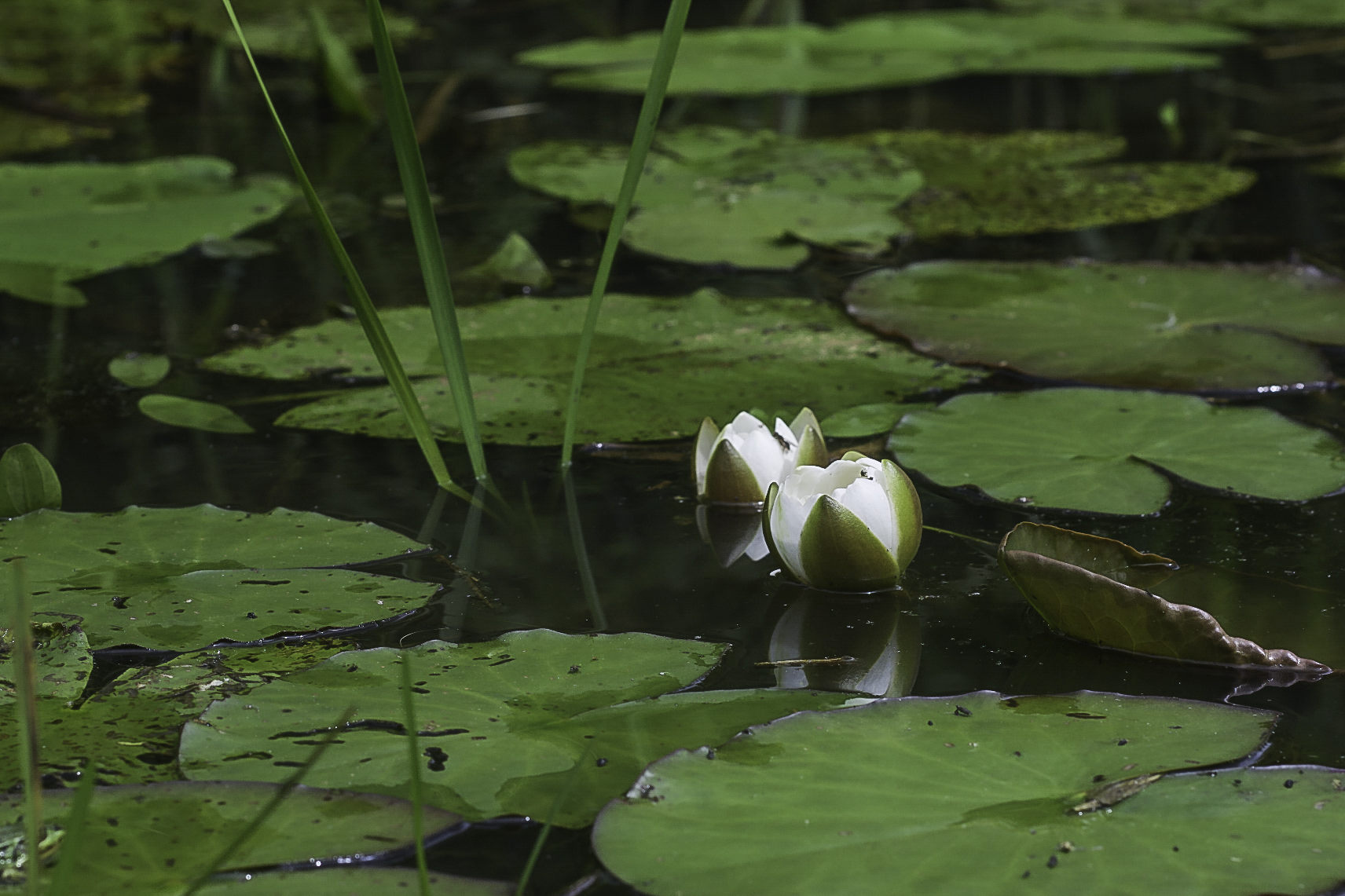 Nymphaea candida (door Rense Haveman)