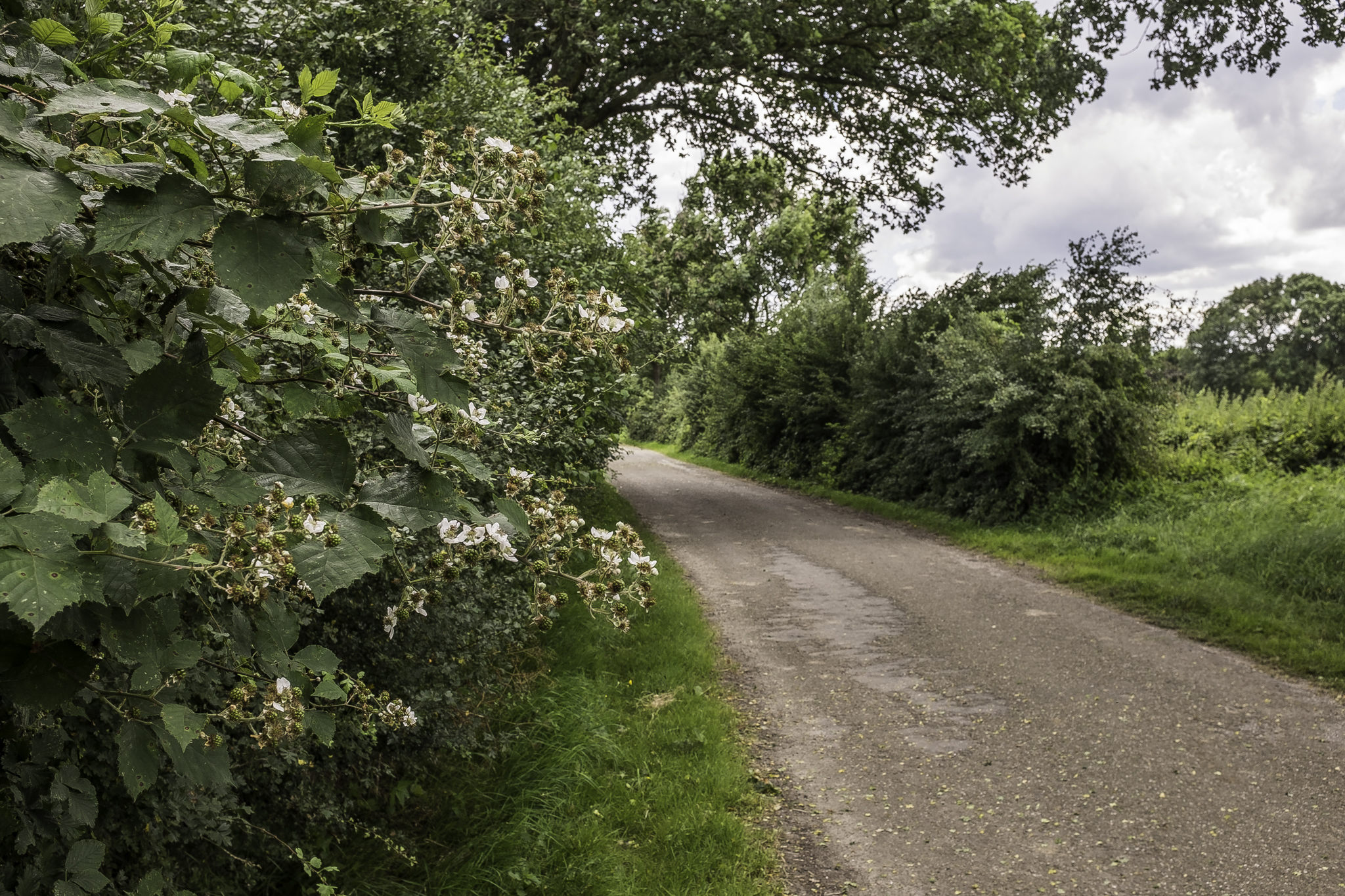 Rubus procerus (door Rense Haveman)