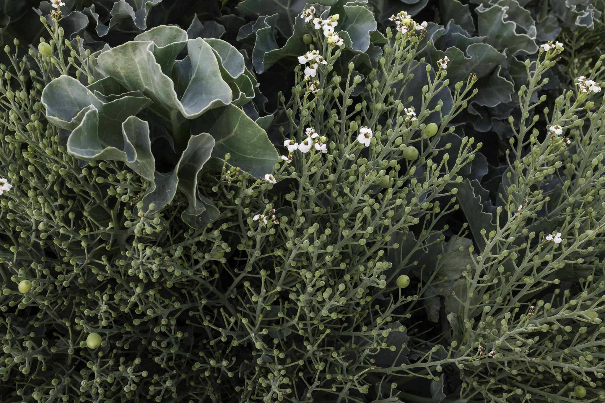 Crambe maritima (door Rense Haveman)