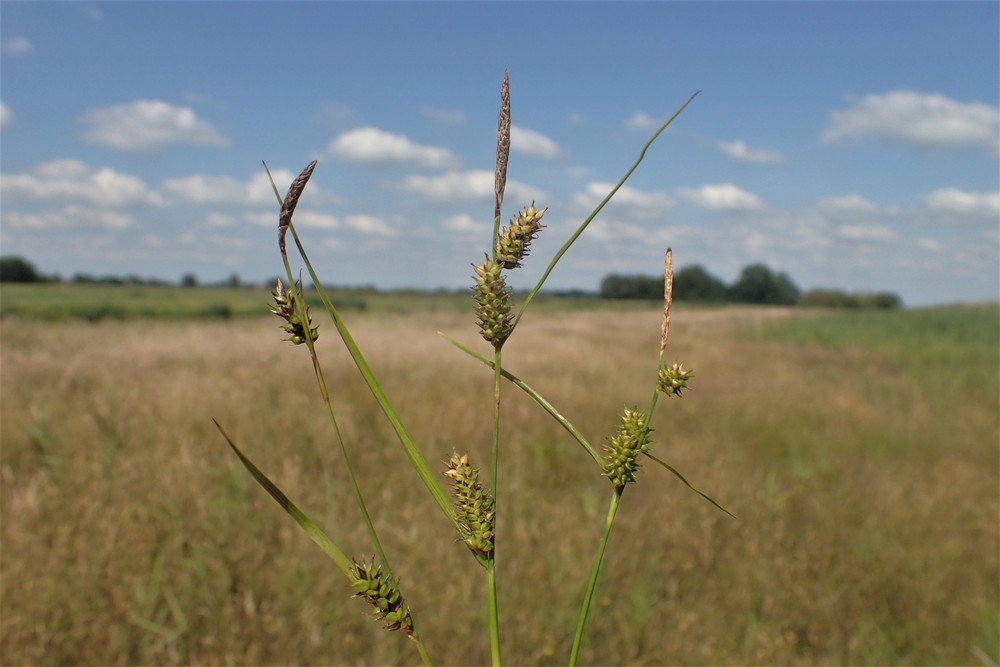 Carex x fulva (door Stef van Walsum)