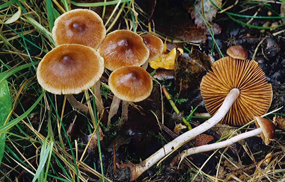 Cortinarius decipientoides (door André de Haan)