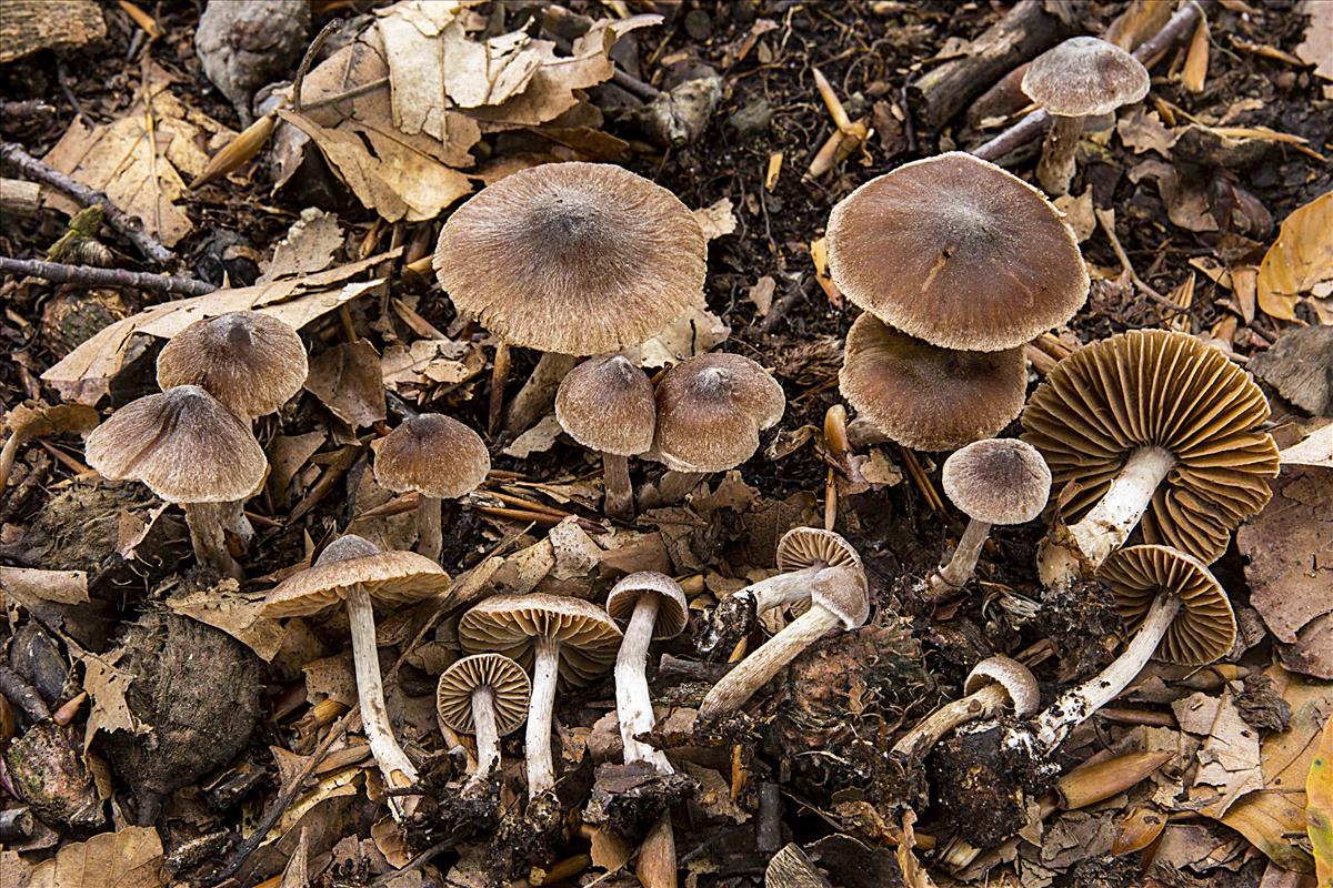 Cortinarius casimirii (door Nico Dam)