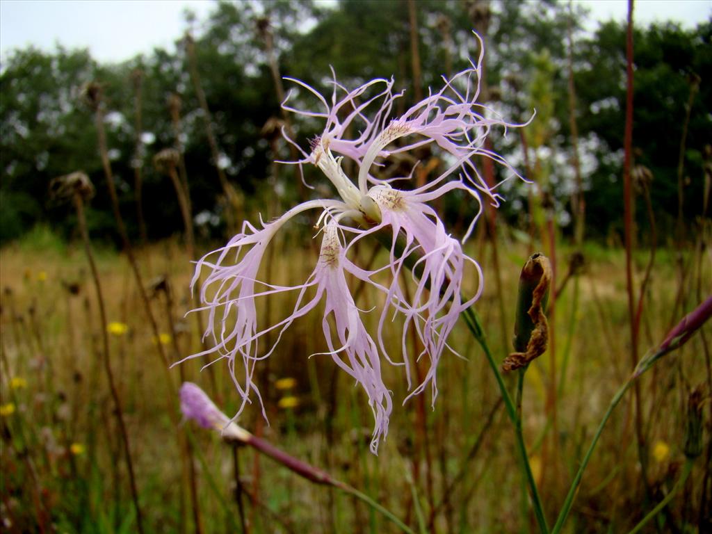 Dianthus superbus (door Joop Verburg)