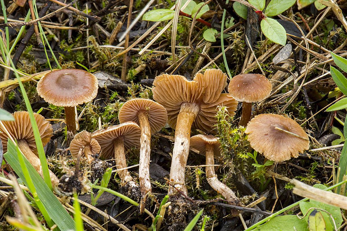 Cortinarius vikingus (door Nico Dam)