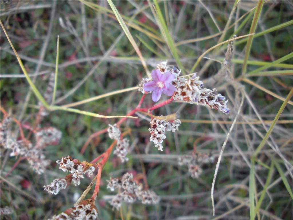 Limonium binervosum (door Nick van der Ham)