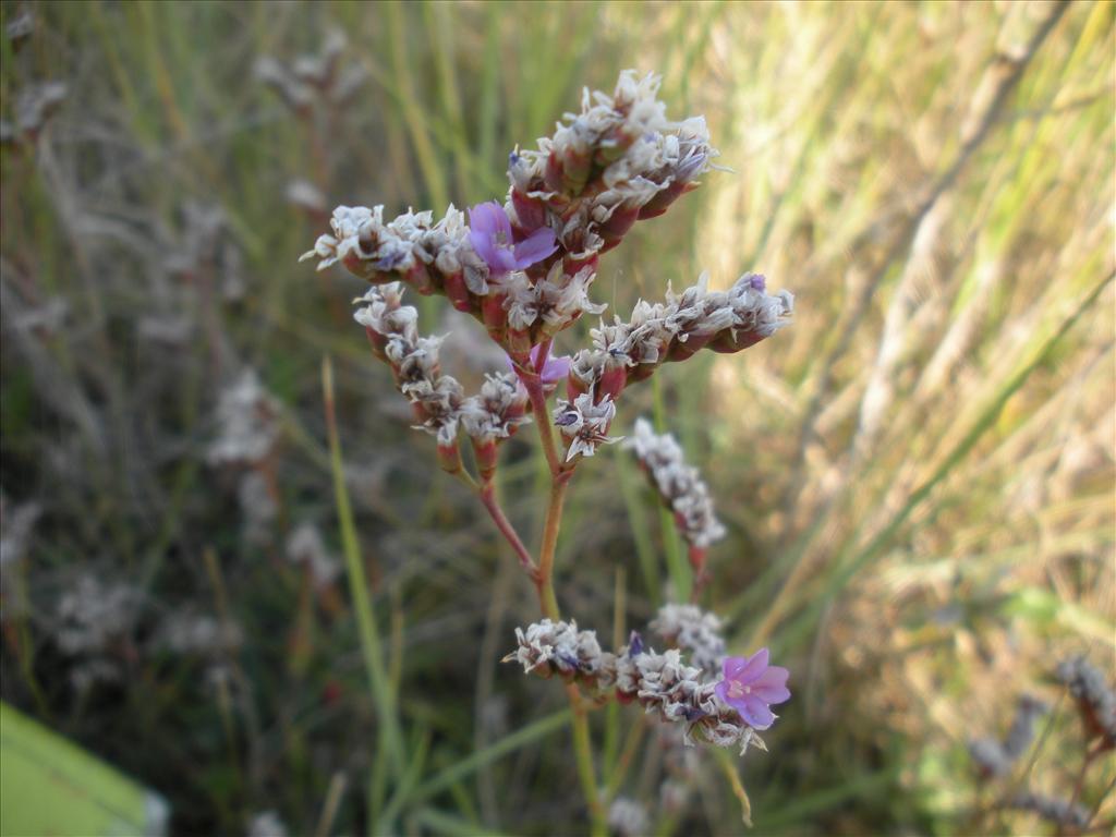 Limonium binervosum (door Nick van der Ham)