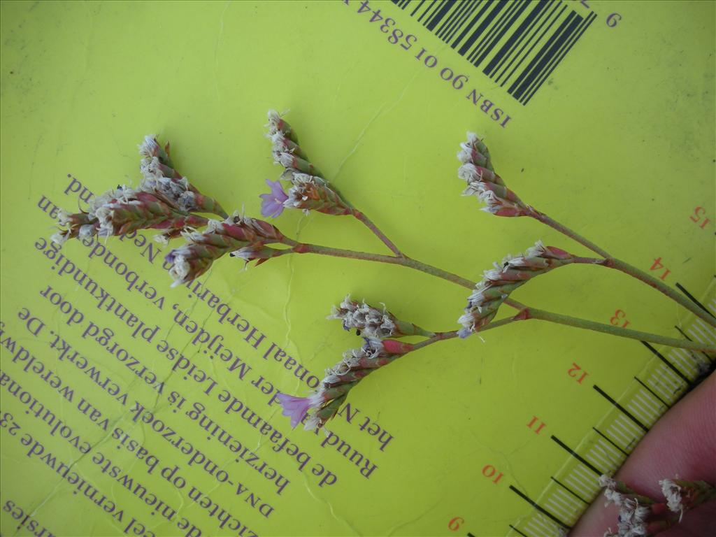 Limonium binervosum (door Nick van der Ham)