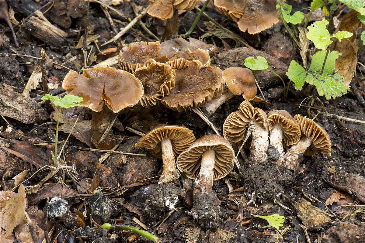 Cortinarius punctatiformis (door Nico Dam)