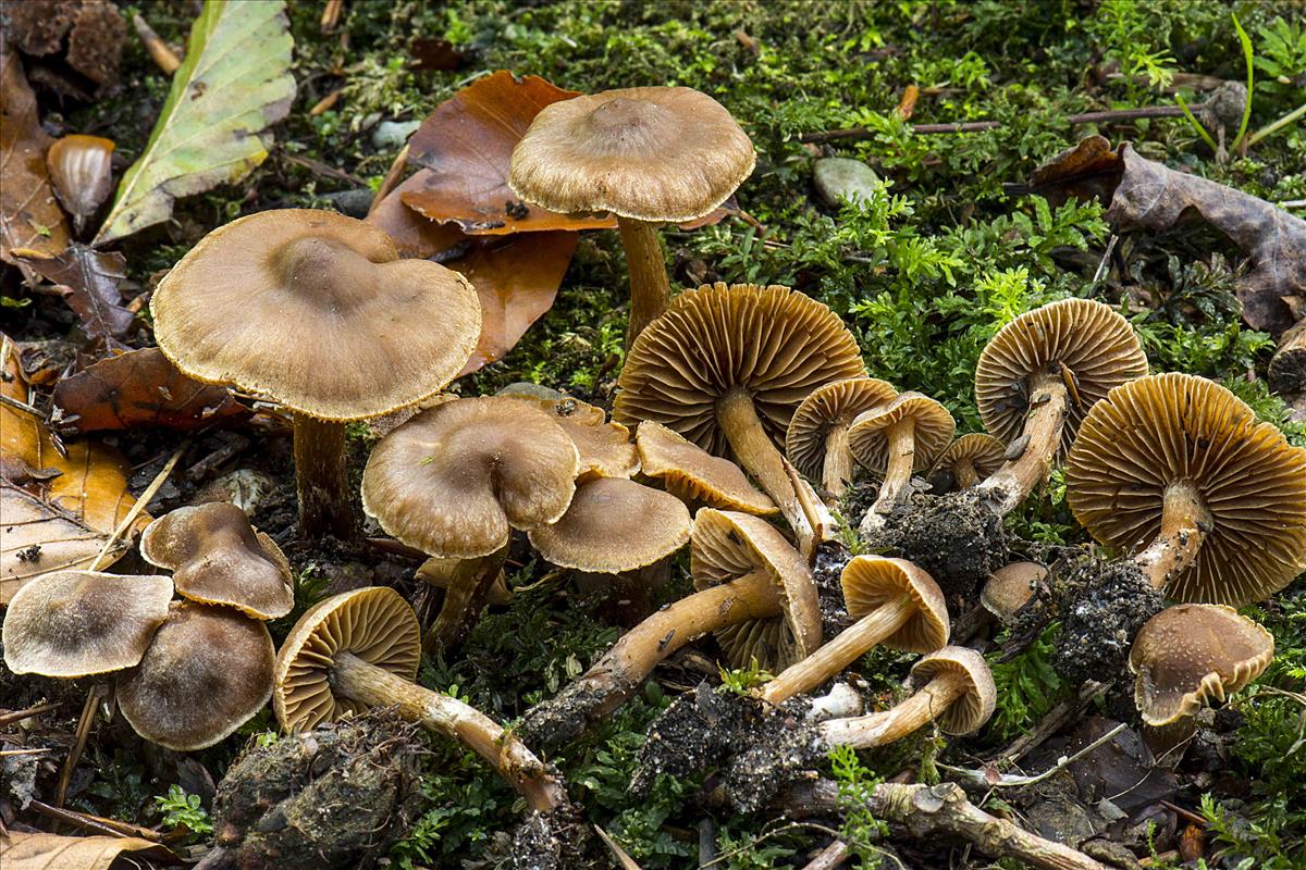 Cortinarius punctatiformis (door Nico Dam)