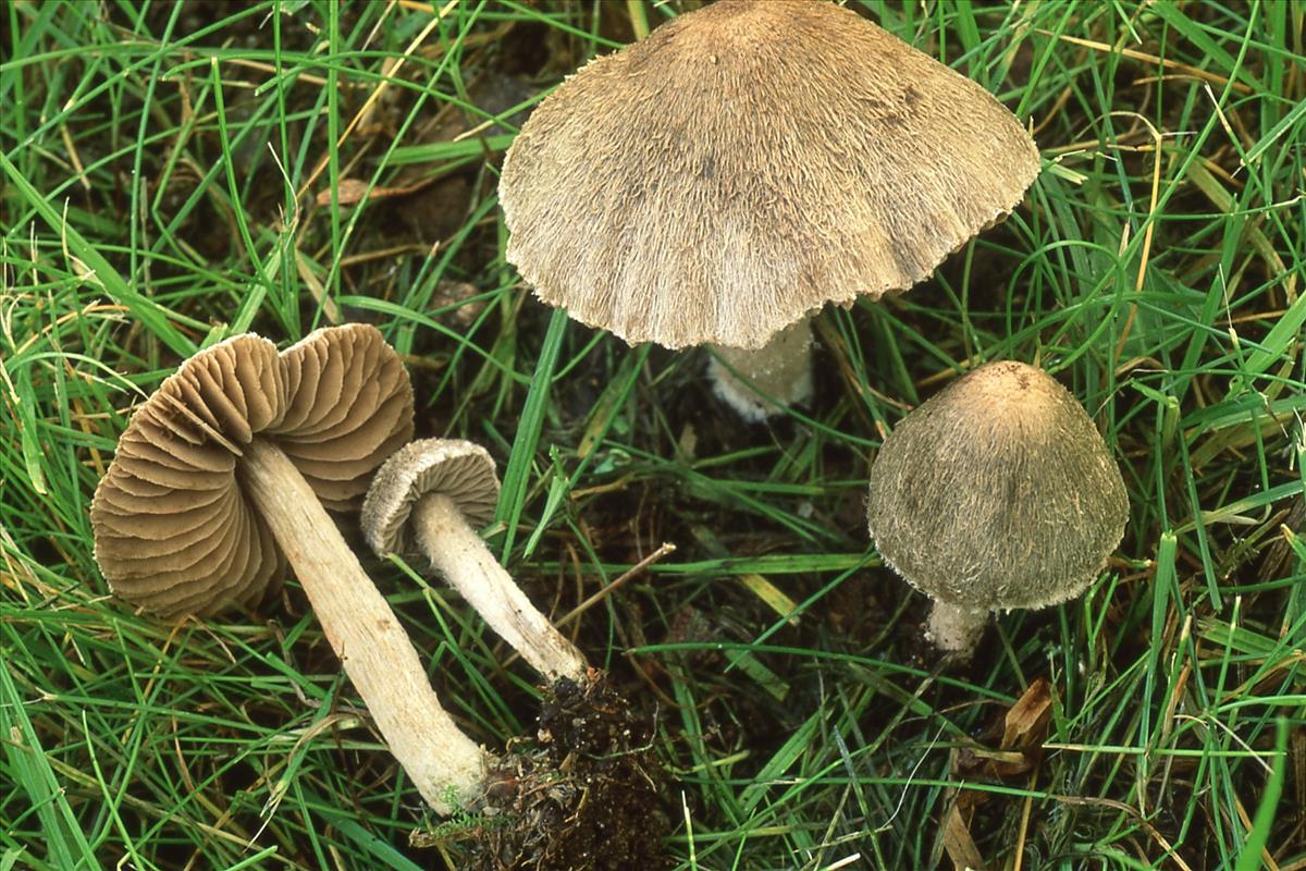 Entoloma araneosum (door Machiel (Chiel) Noordeloos)