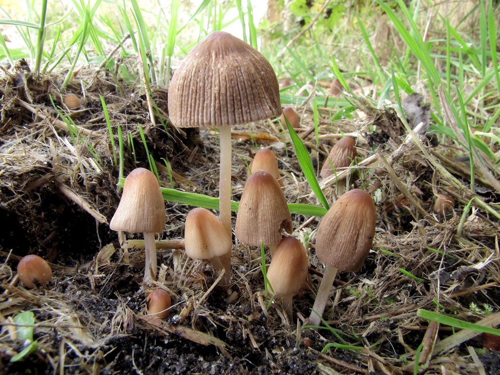 Parasola leiocephala (door Dinant Wanningen)