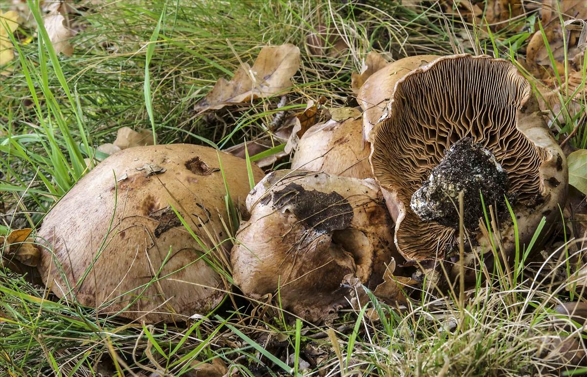Cortinarius daulnoyae (door Peter Verstraeten)
