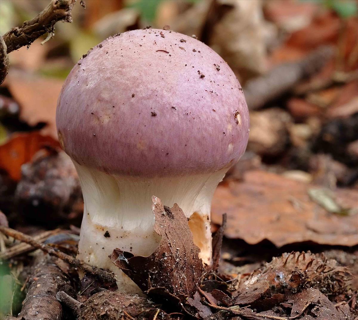 Cortinarius daulnoyae (door Peter Verstraeten)
