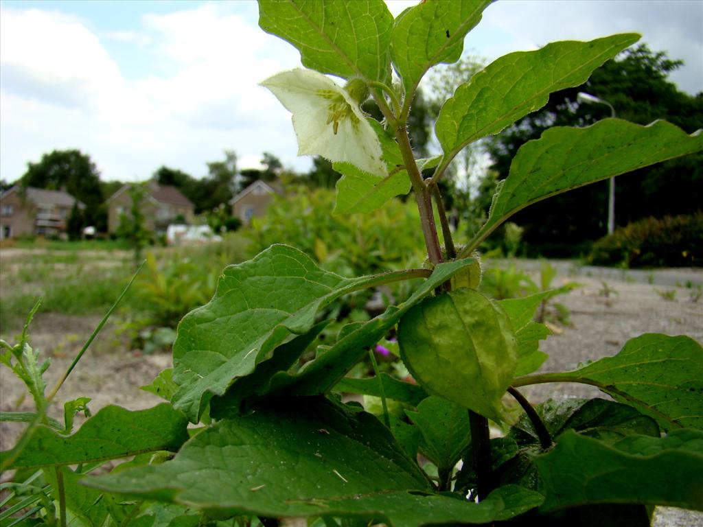 Alkekengi officinarum (door Joop Verburg)