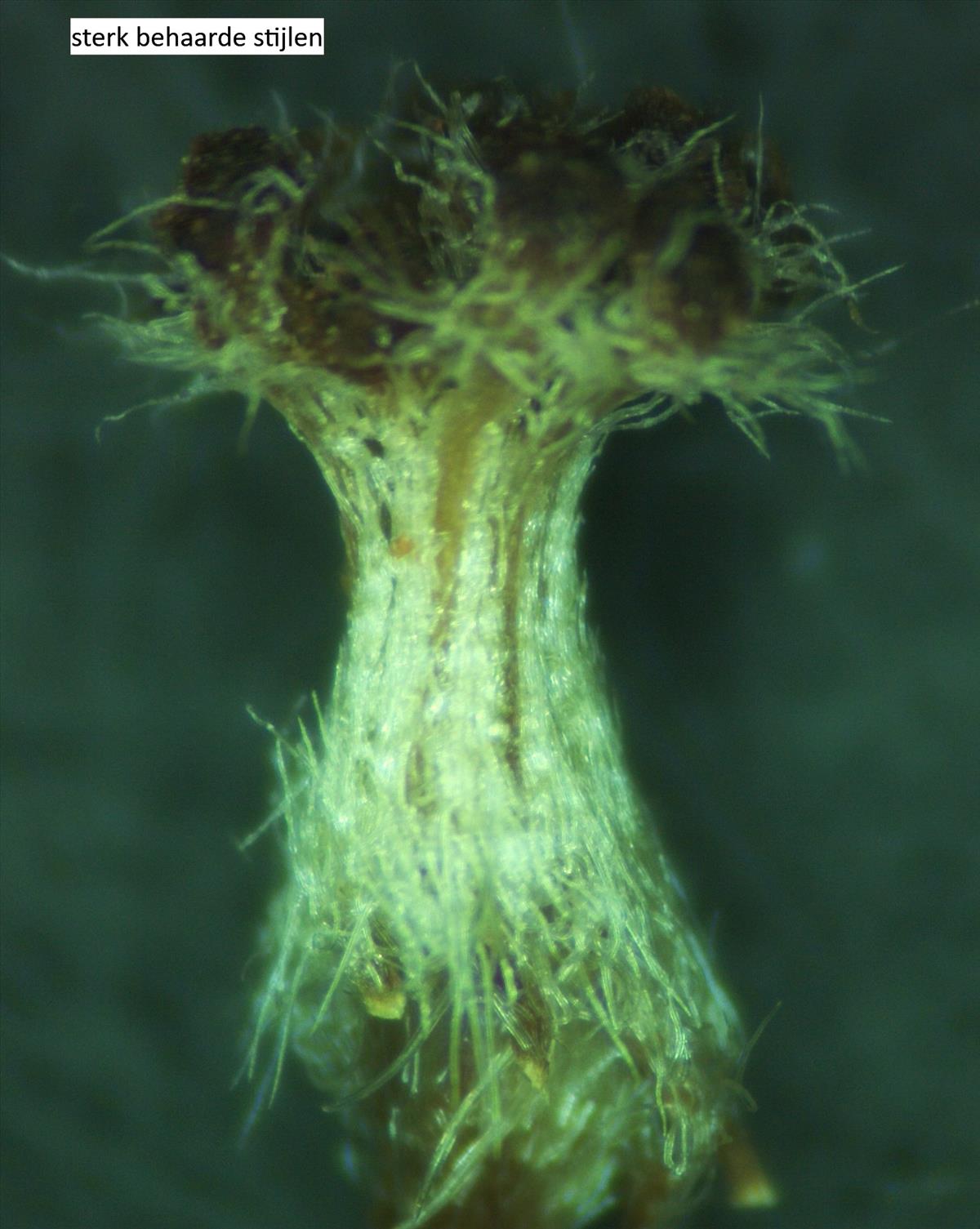 Rosa x gremlii (door Jan Klinckenberg)