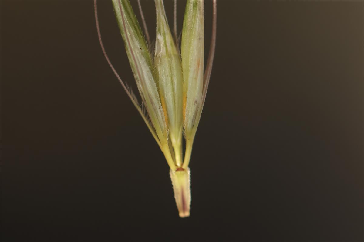 Hordeum murinum subsp. leporinum (door Jaap Oosterom)