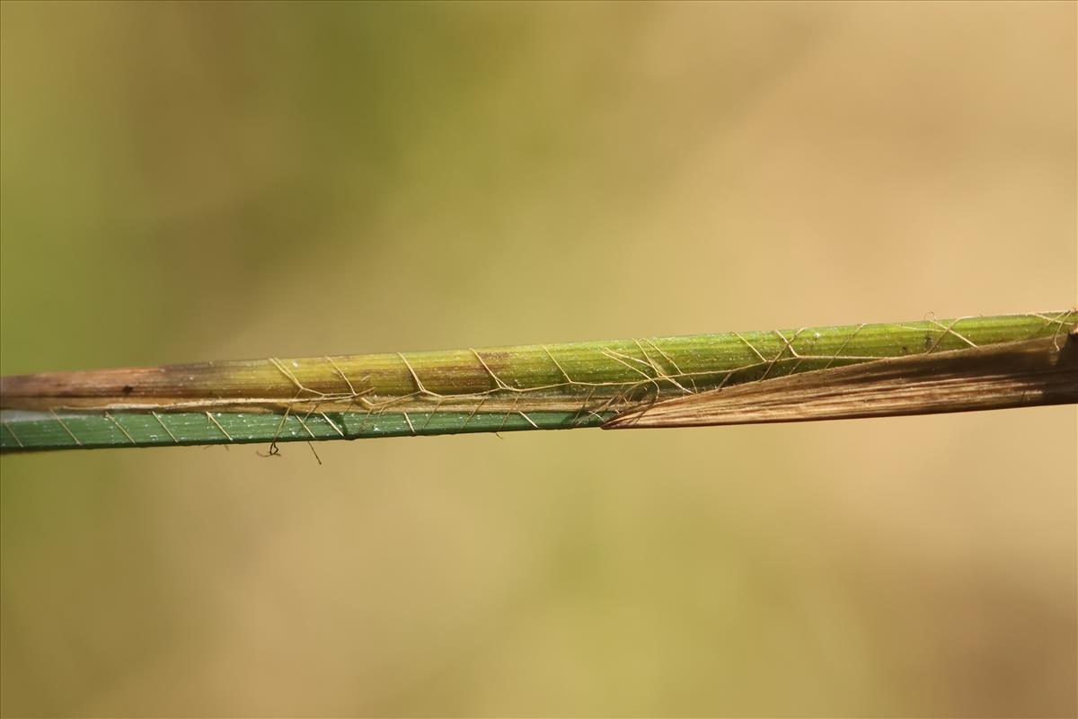 Carex elata (door Jaap Oosterom)
