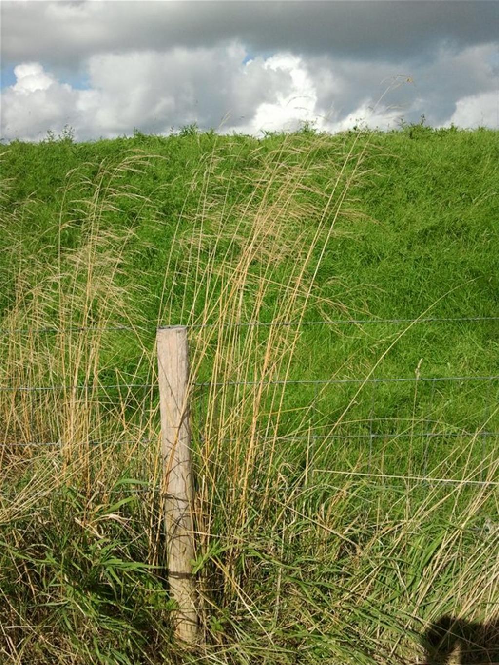 Agrostis gigantea (door Willemien Troelstra)