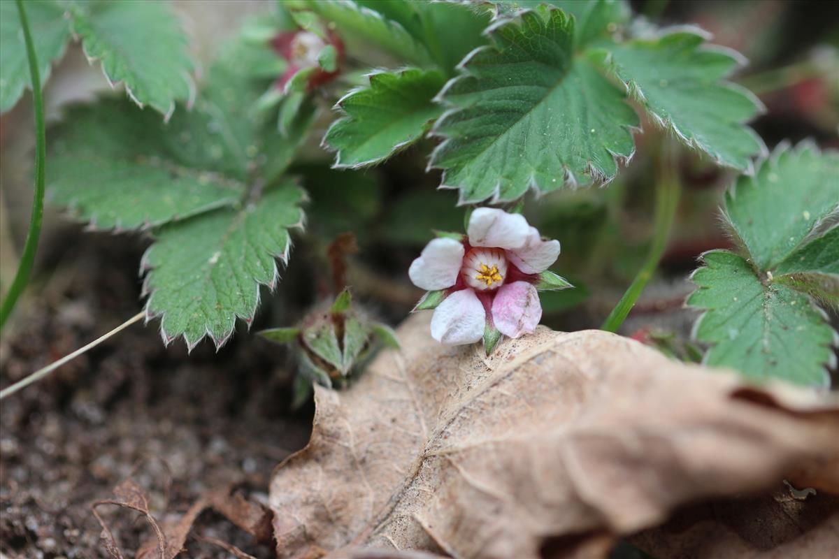 Potentilla micrantha (door Niels Eimers)