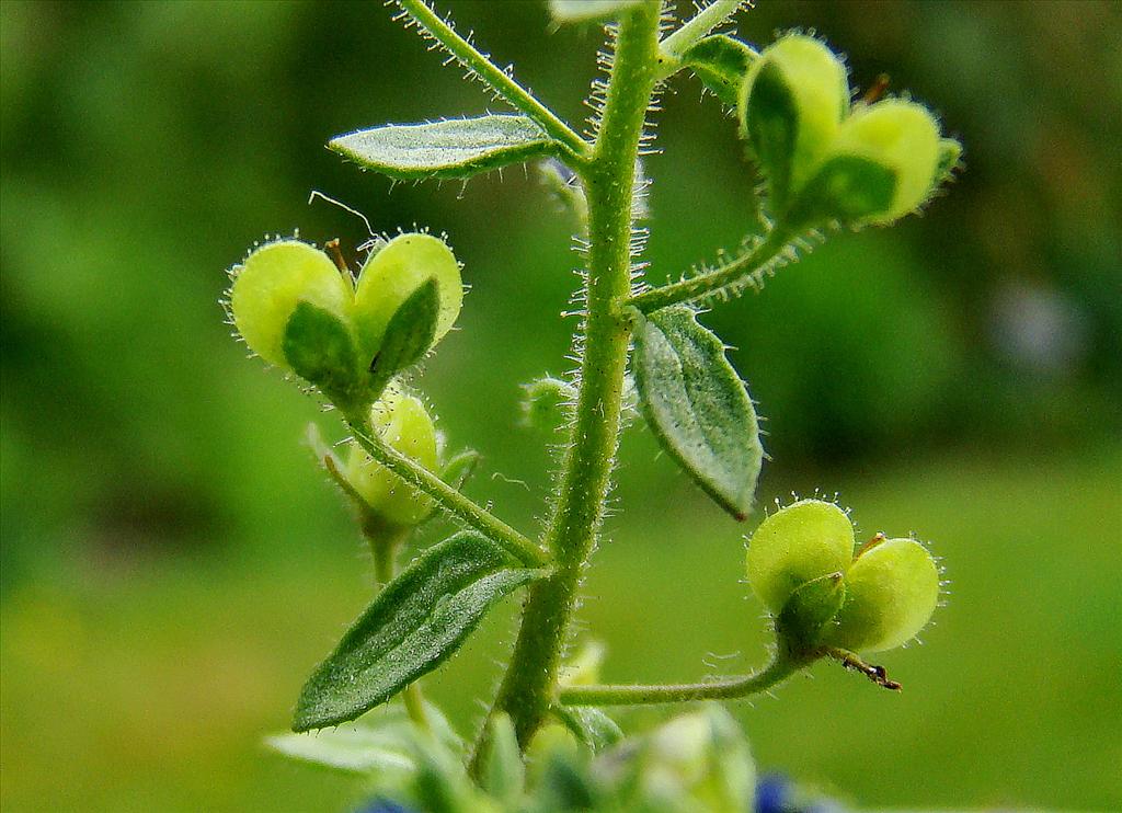 Veronica acinifolia (door Joop Verburg)