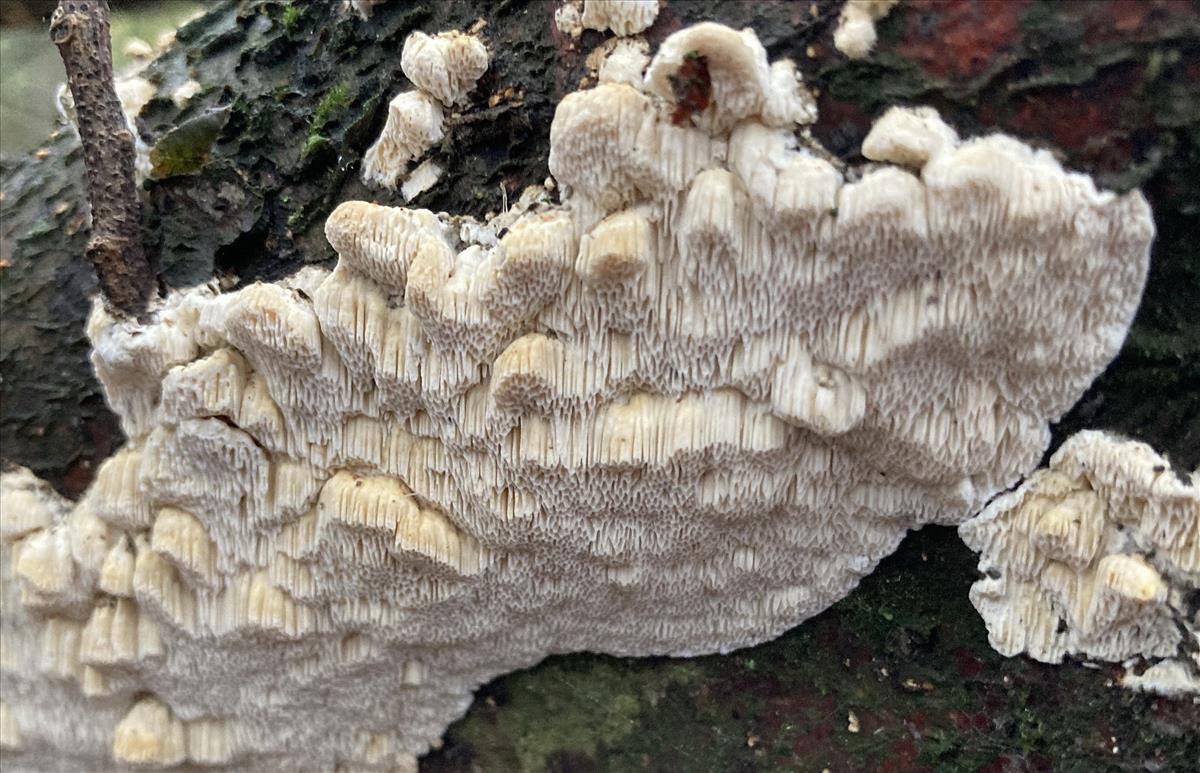 Antrodia renehenticii (door Eduard Osieck)
