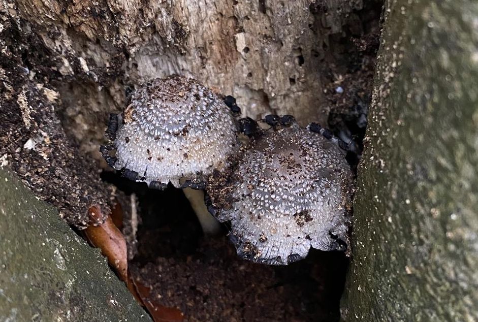 Coprinopsis spelaiophila (door Hans Bouman)