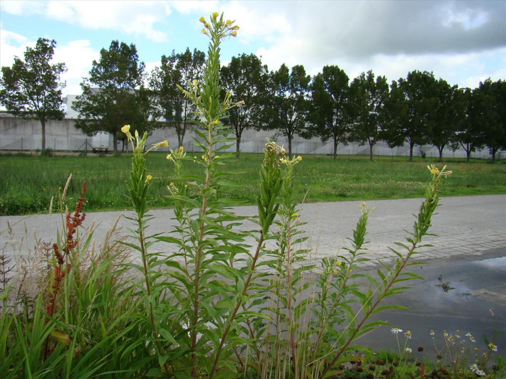 Oenothera deflexa (door Joop Verburg)