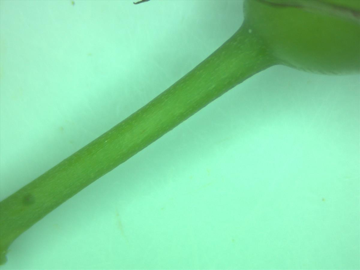 Rosa canina (door Jan Klinckenberg)