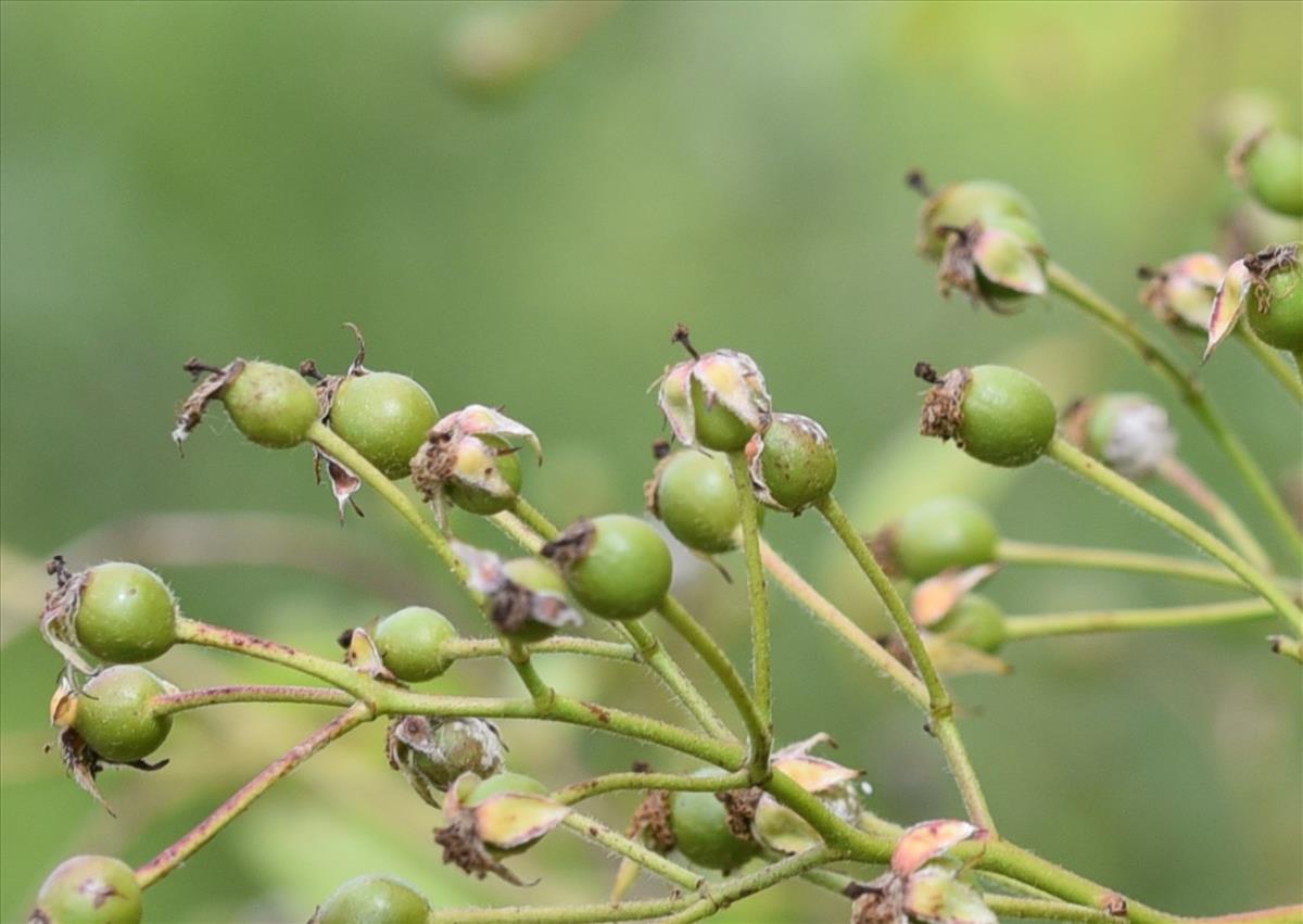 Rosa multiflora (door Jan Klinckenberg)