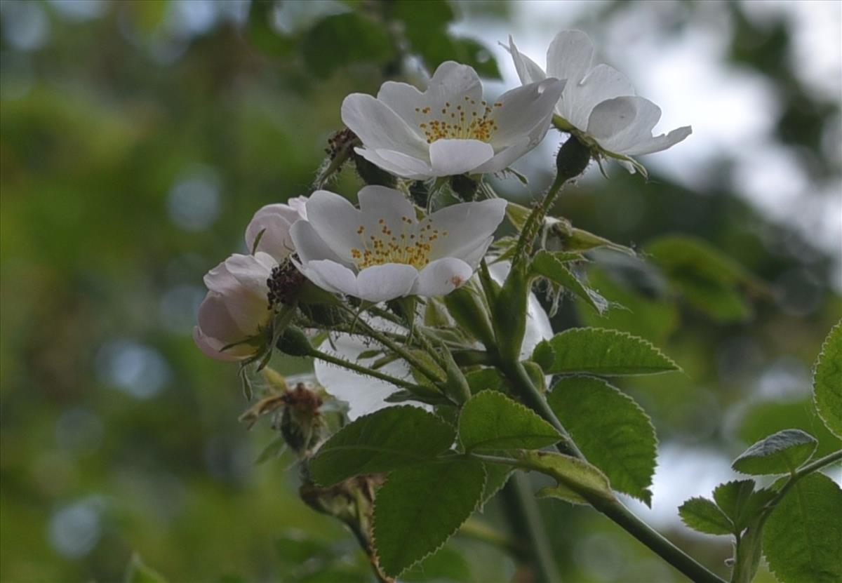Rosa x avrayensis (door Jan Klinckenberg)
