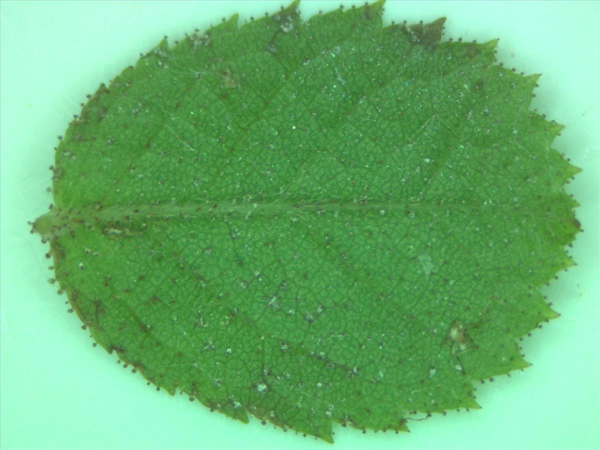 Rosa x gremlii (door Jan Klinckenberg)