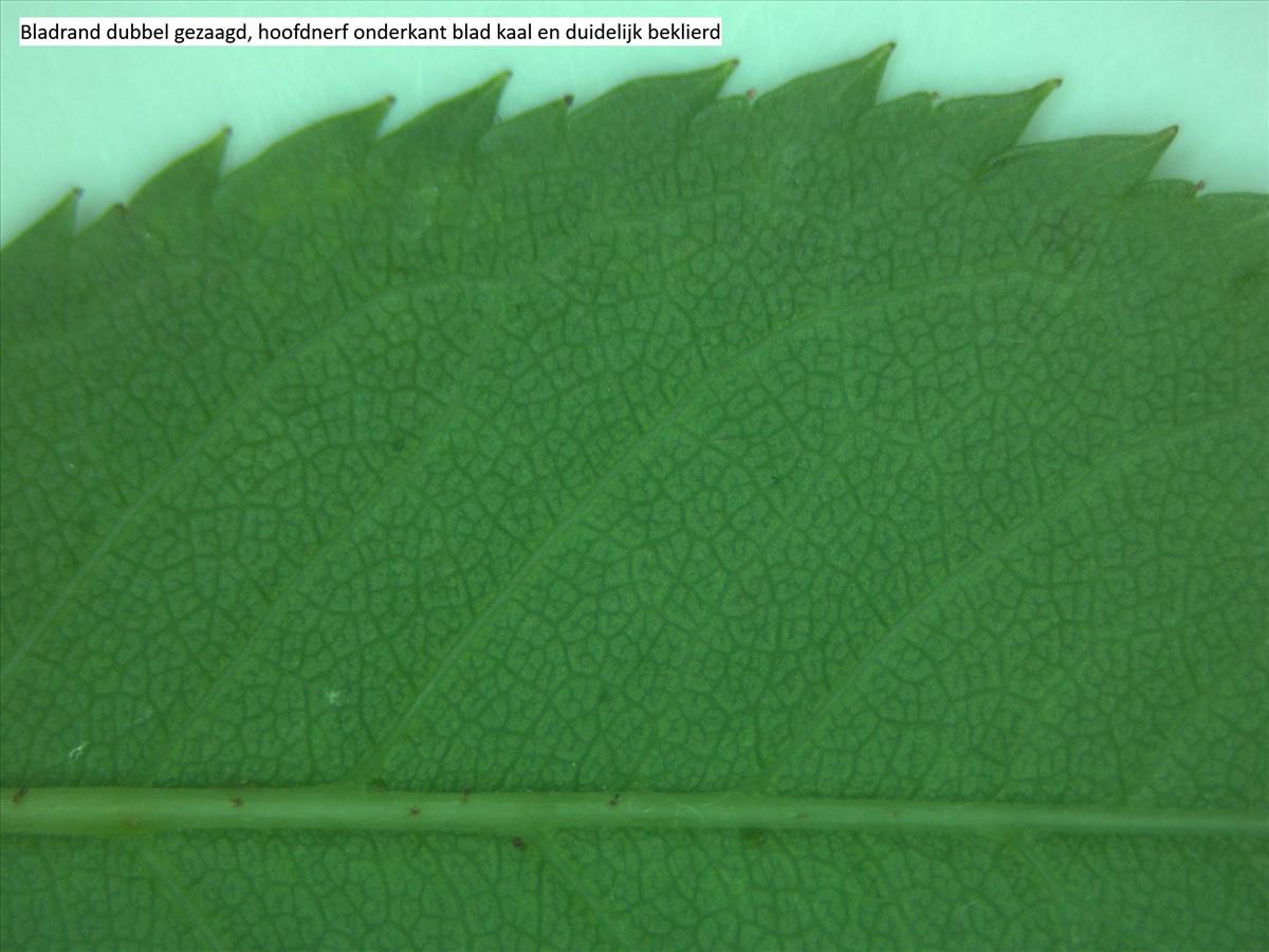 Rosa x insignis (door Jan Klinckenberg)