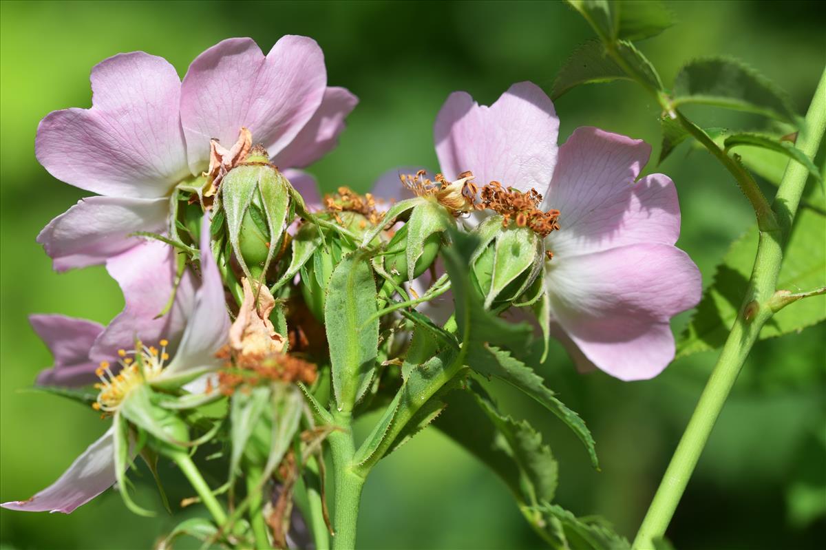 Rosa x insignis (door Jan Klinckenberg)