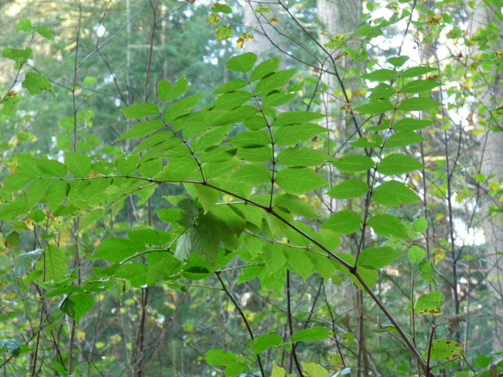 Aralia elata (door Willemien Troelstra)