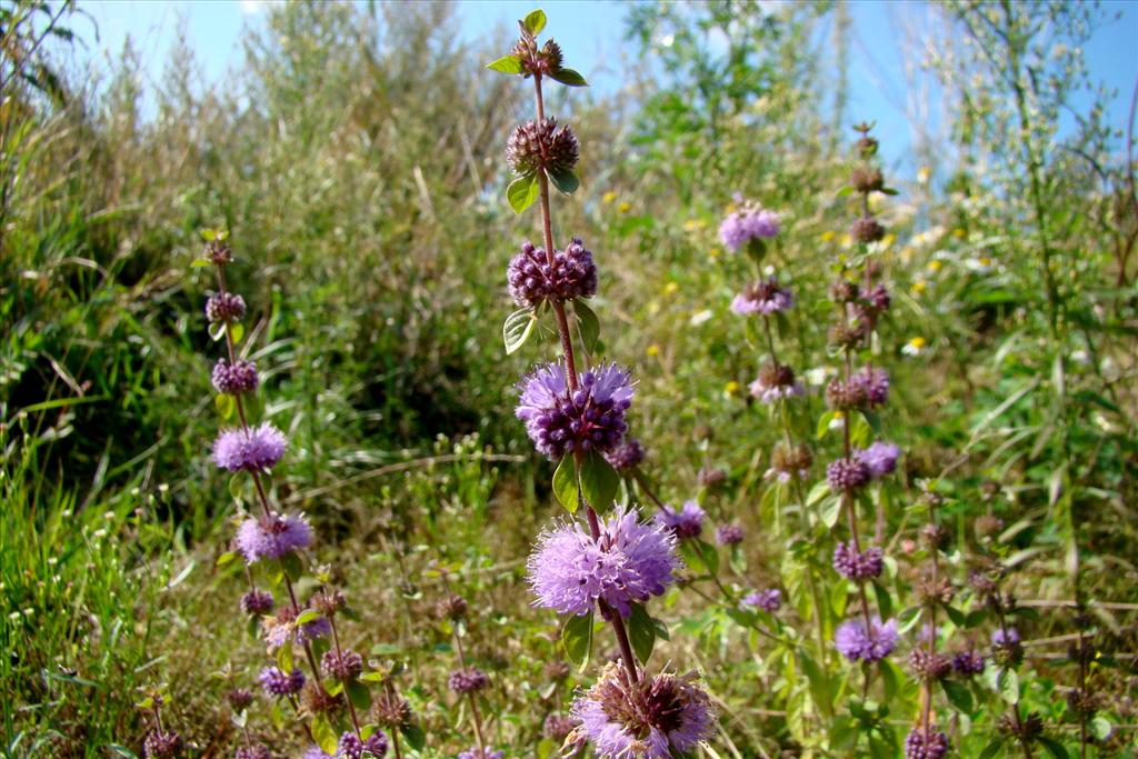 Mentha pulegium (door Joop Verburg)