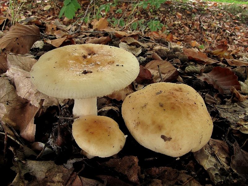 Russula fellea (door Dinant Wanningen)