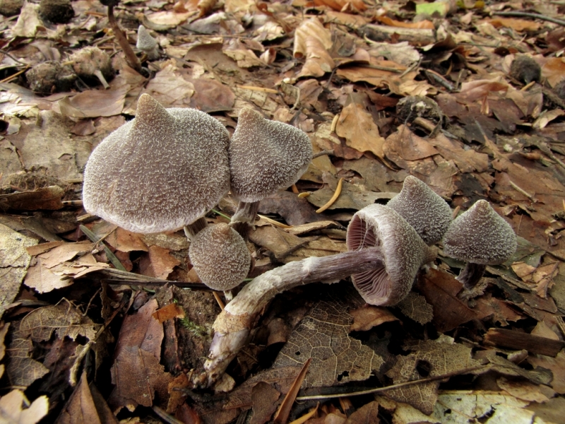 Cortinarius paleifer (door Dinant Wanningen)