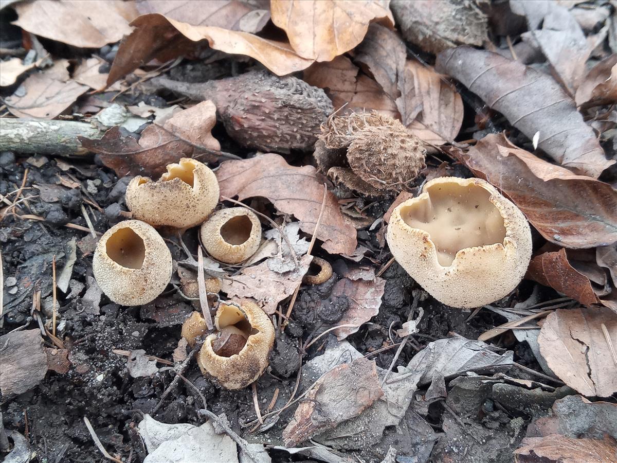 Tarzetta catinus (door Rita Sikkema)