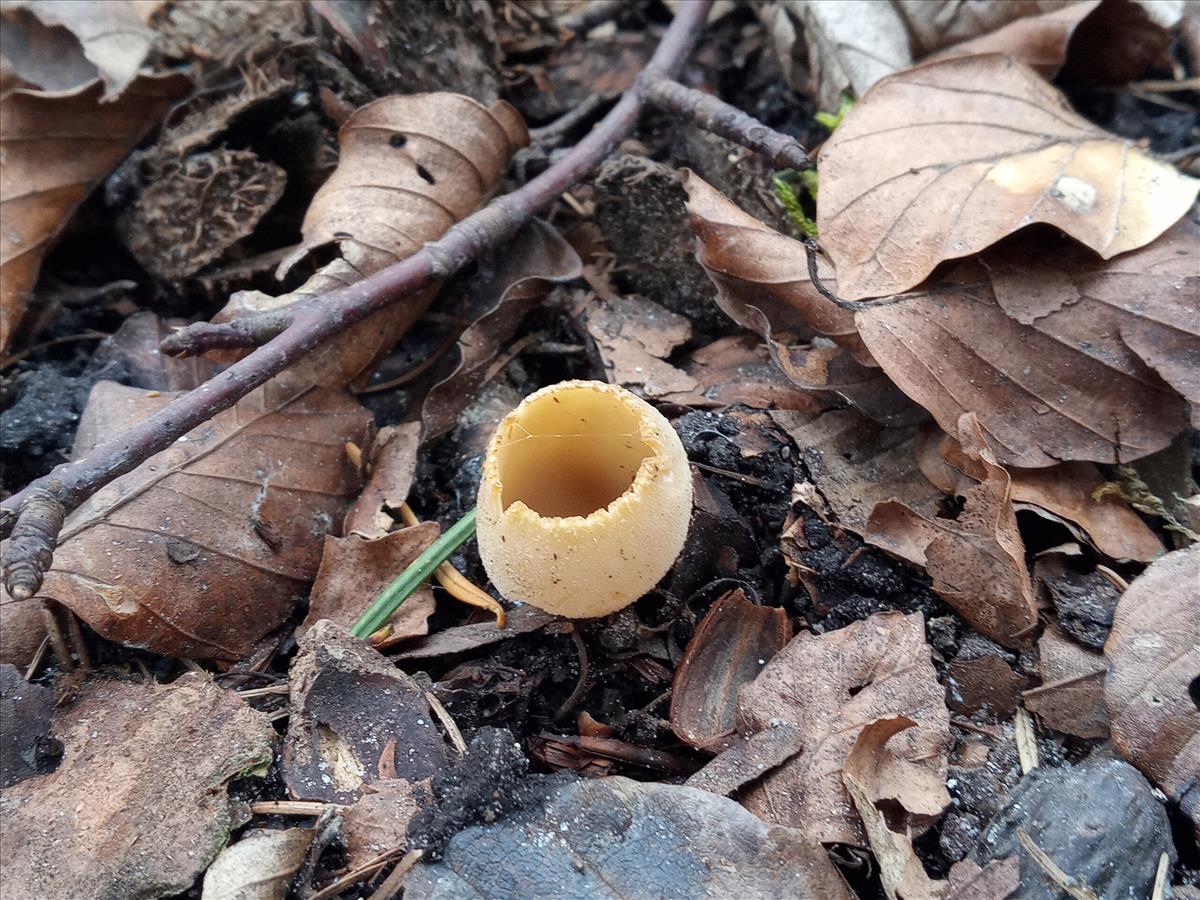 Tarzetta catinus (door Rita Sikkema)