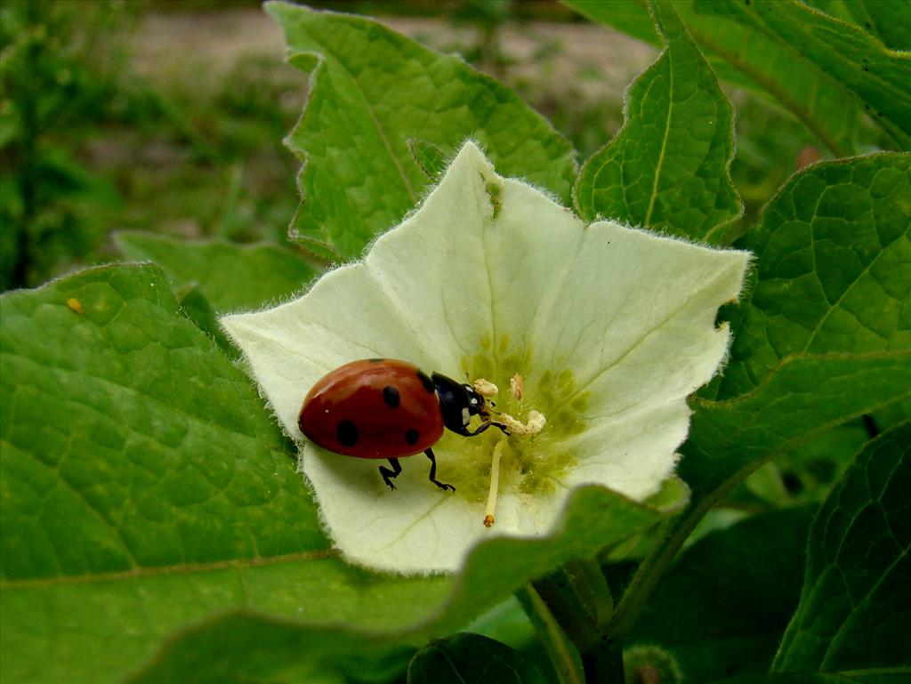 Alkekengi officinarum (door Joop Verburg)