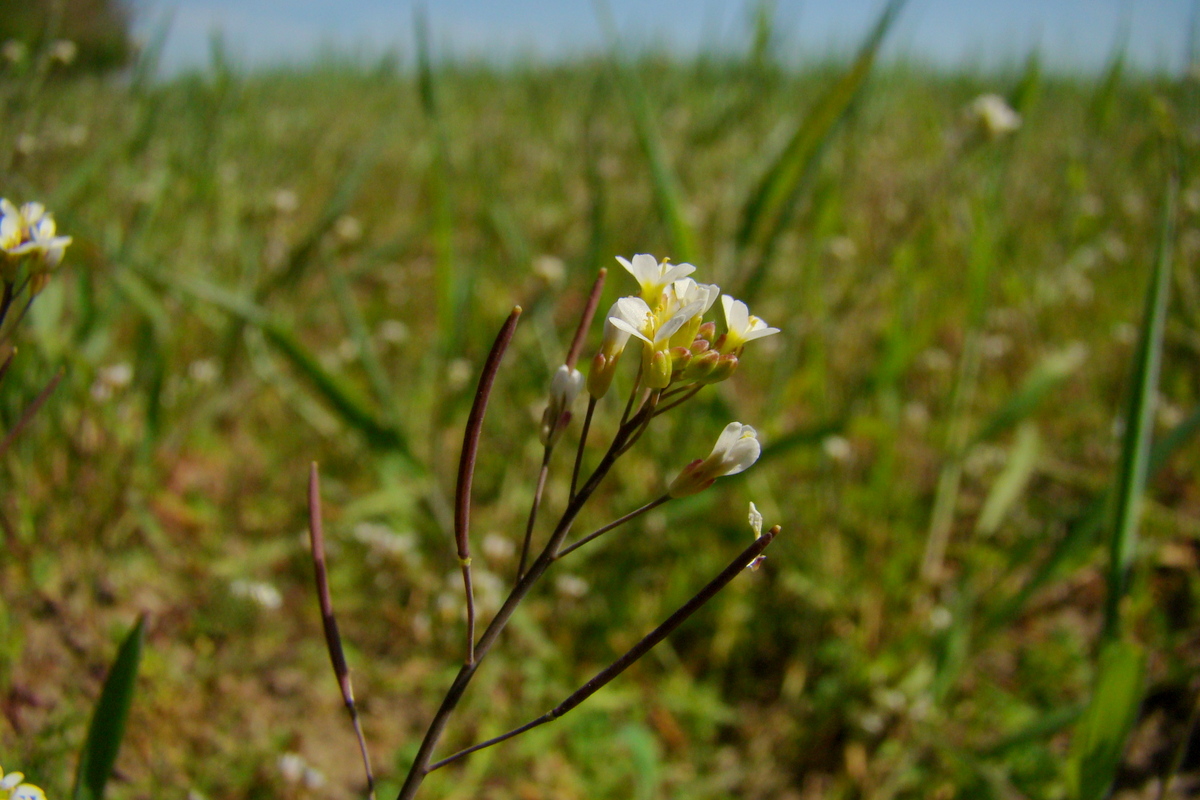 Arabidopsis thaliana (door Joop Verburg)