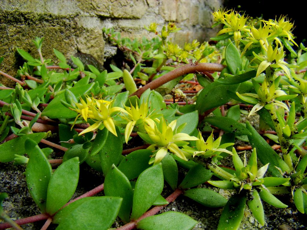 Sedum sarmentosum (door Joop Verburg)