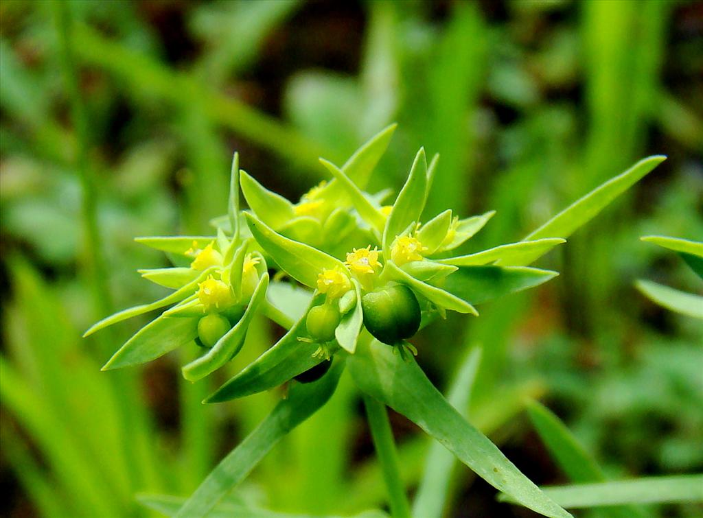 Euphorbia exigua (door Joop Verburg)