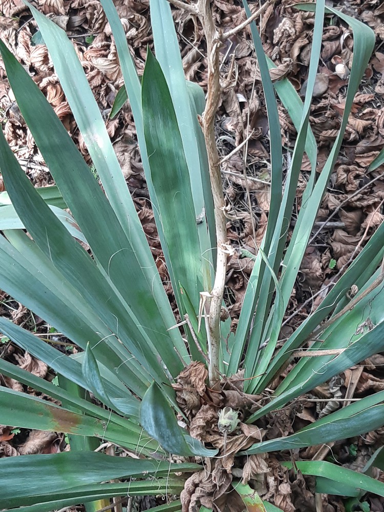 Yucca flaccida (door Hinko Talsma)