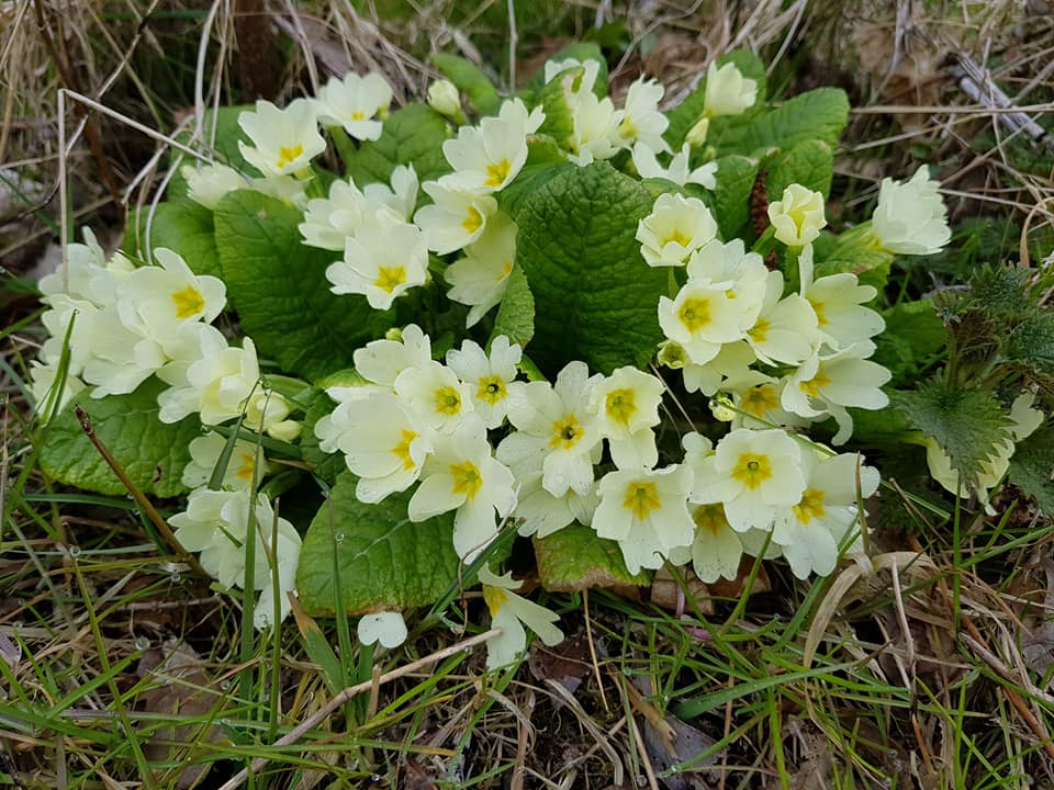 Primula vulgaris (door Jannie Adema)