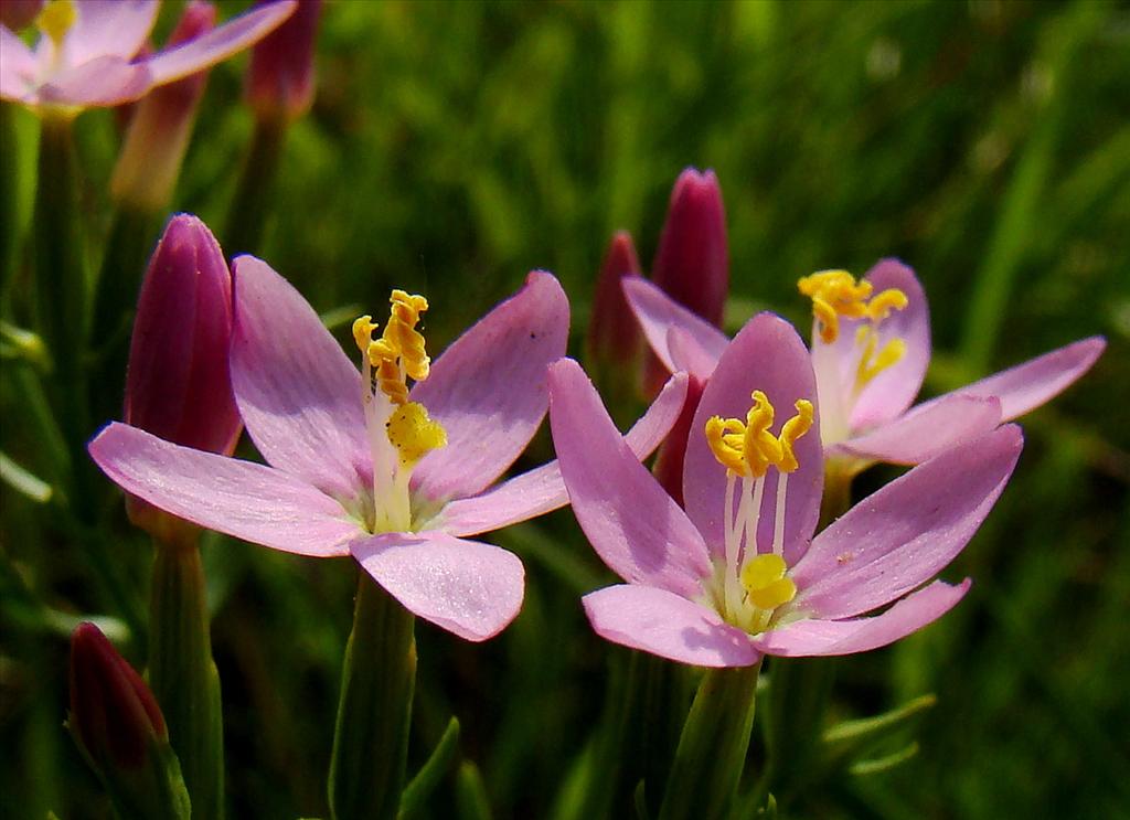 Centaurium erythraea (door Joop Verburg)