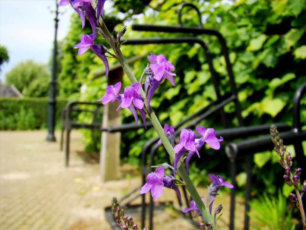 Linaria purpurea (door Joop Verburg)